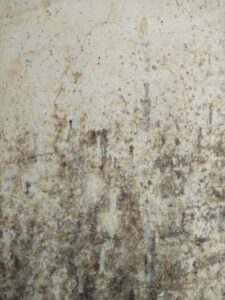 Greyish-black mold on a concrete wall 