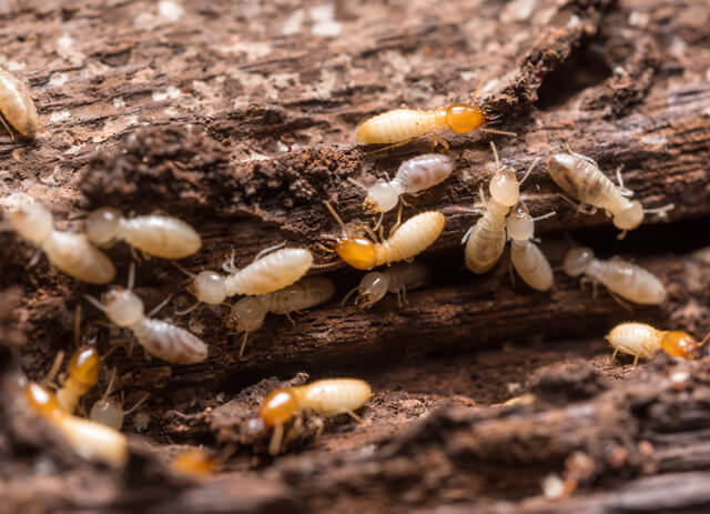 Termite Pest Control near me