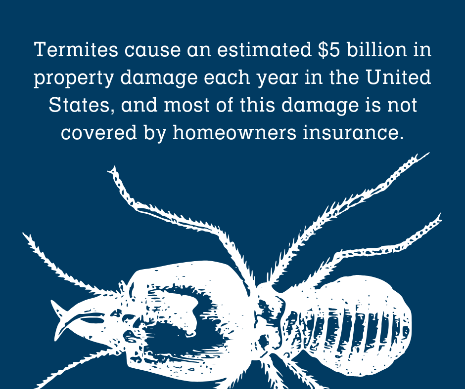 termite statistic