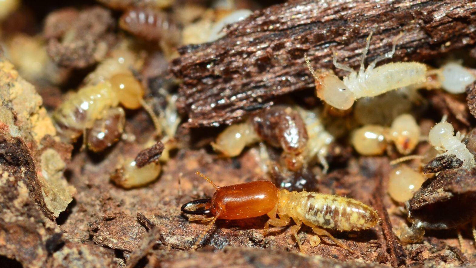 termites