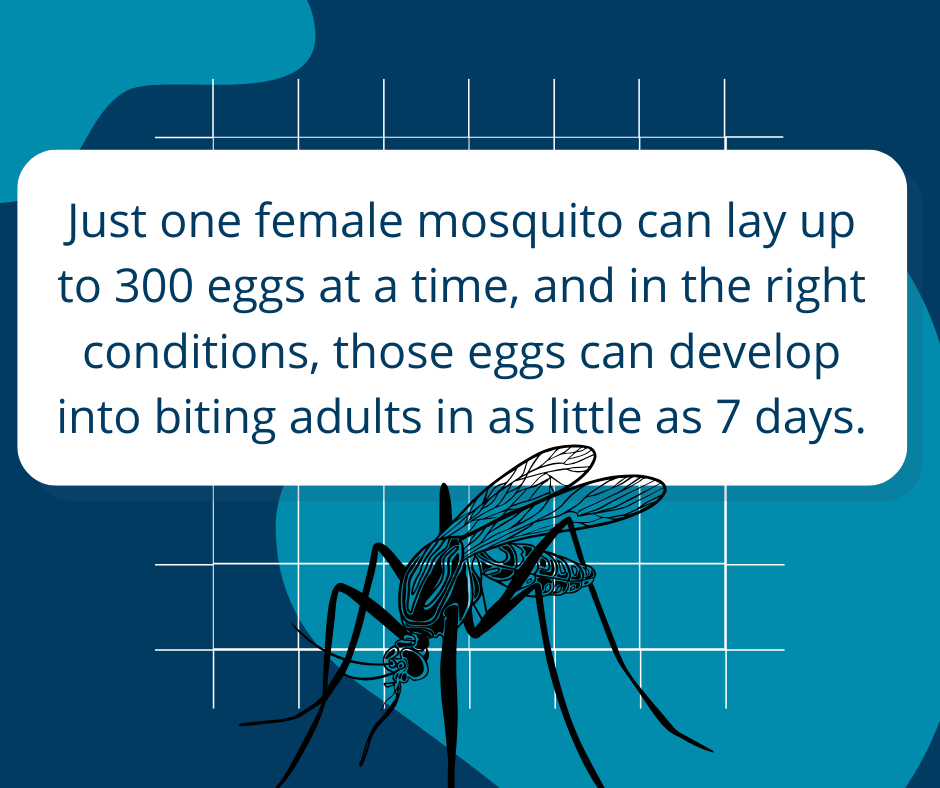 mosquito fact