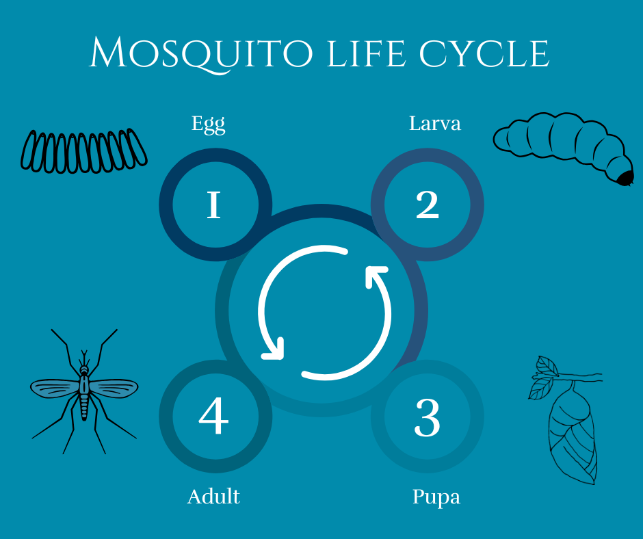 big mosquito life cycle