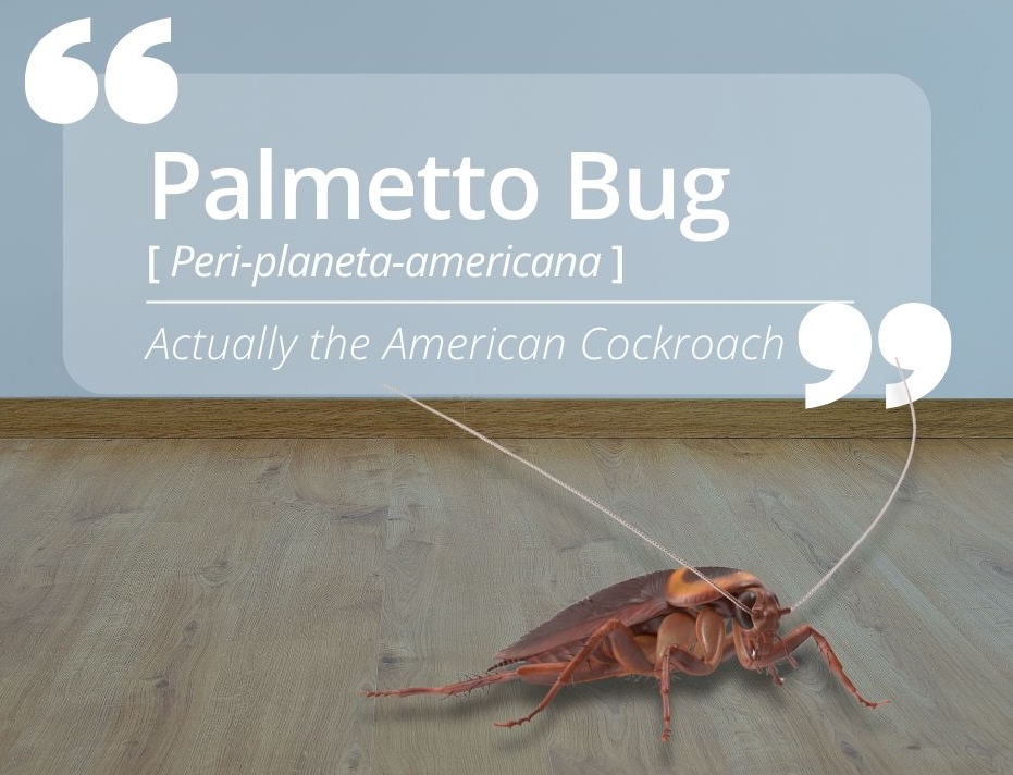 the palmetto bug is a nickname