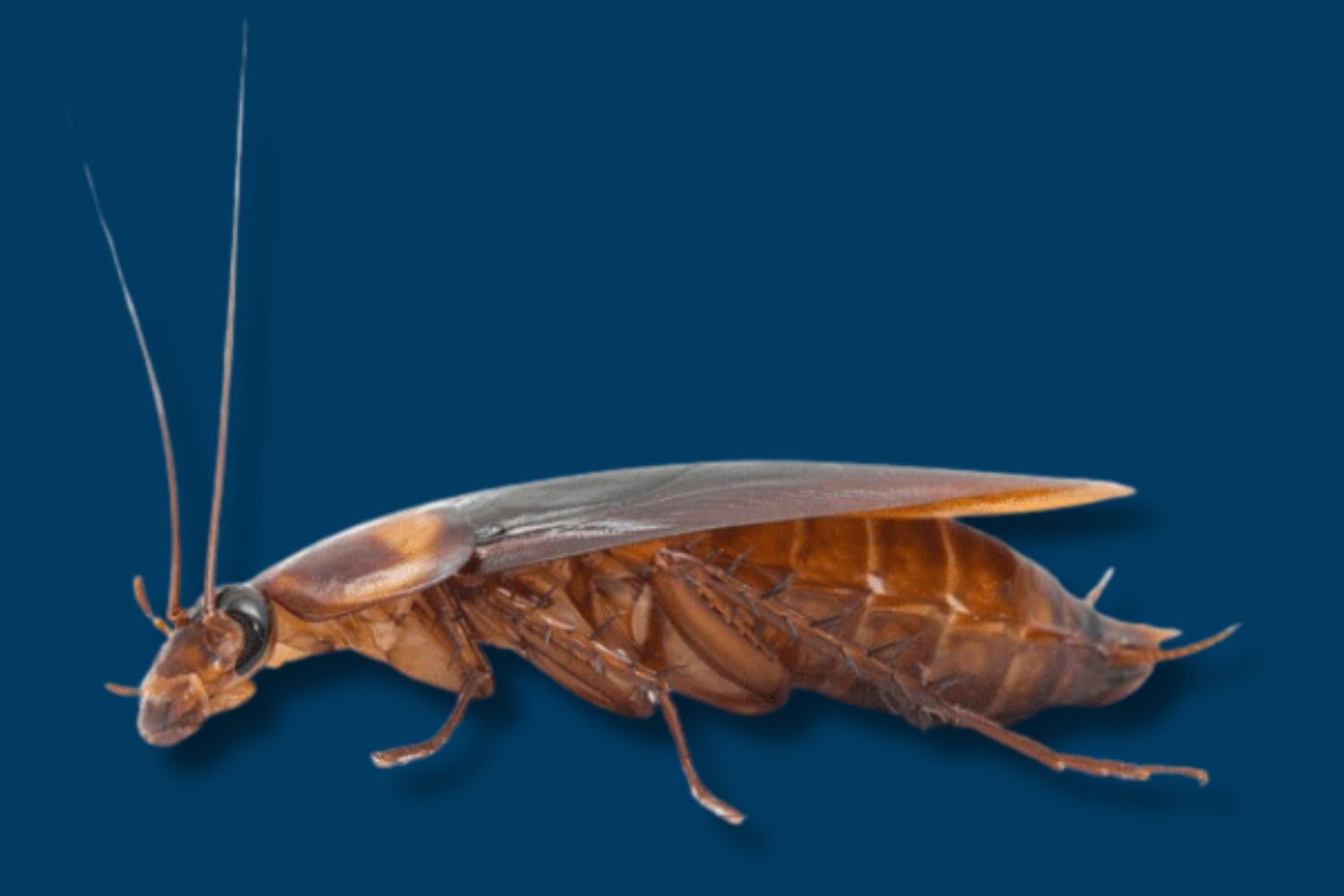 palmetto bug