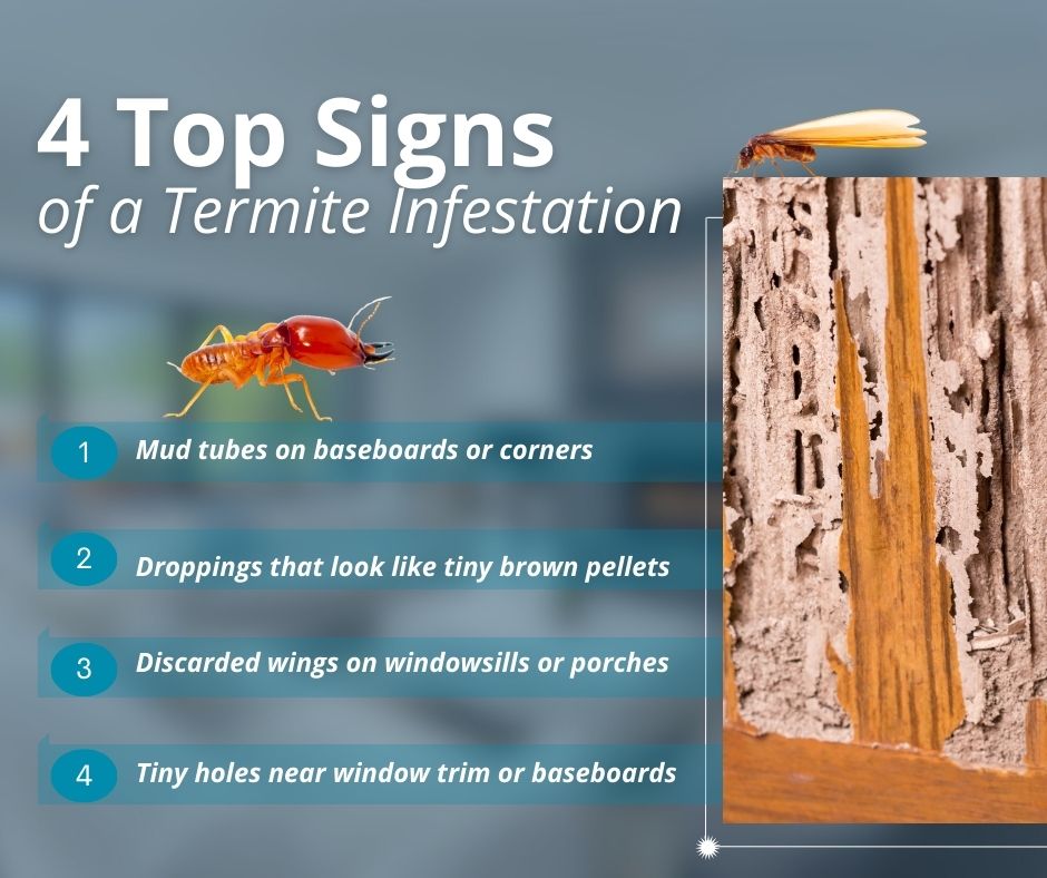 what a termite infestation looks like