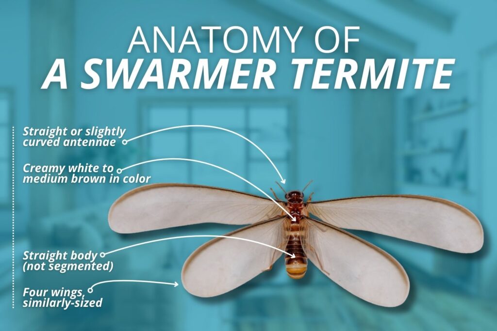 what a termite body looks like