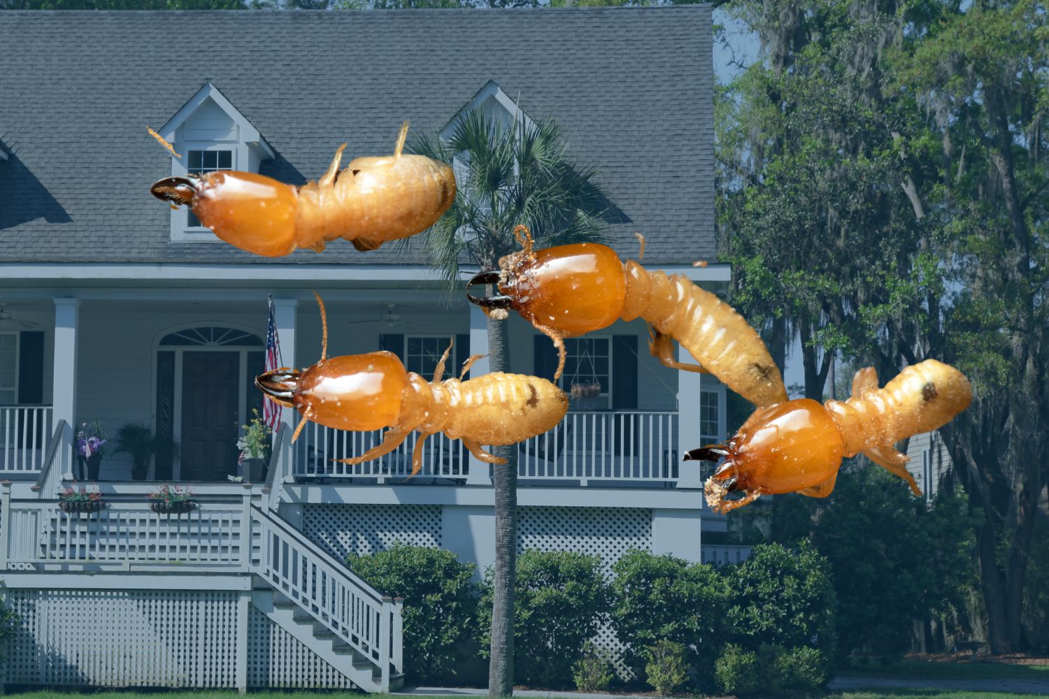 how do i know if i have termites