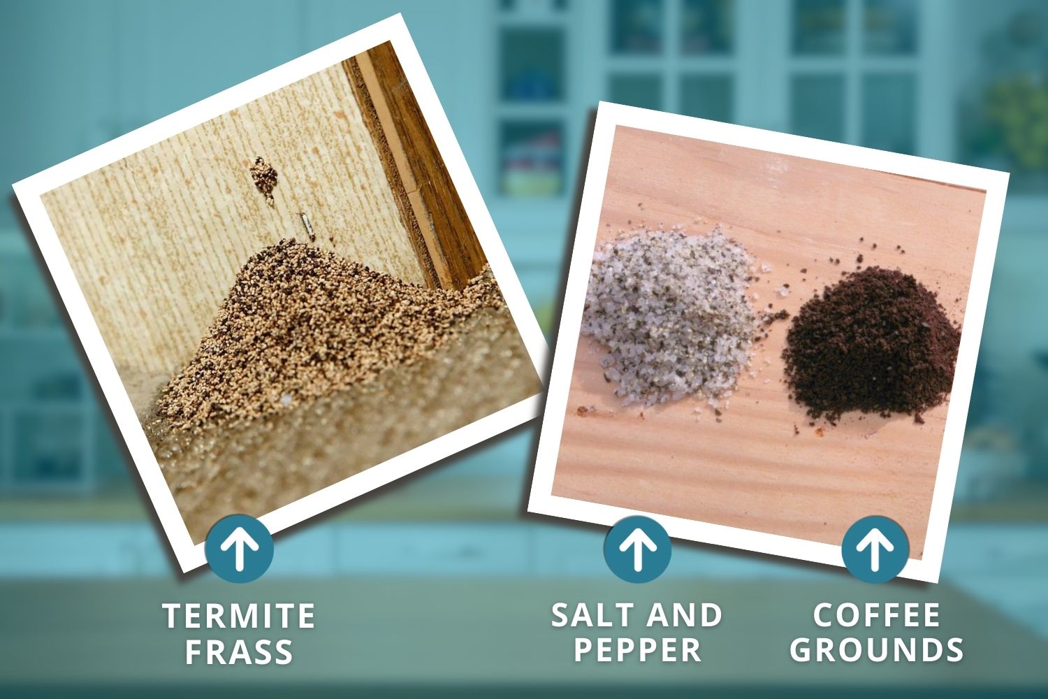 frass termite damage